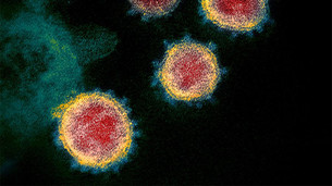 мутация, коронавирус, эпидемия