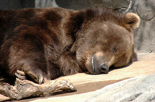 медведь спячка суровая зима