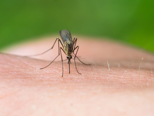 вакцина малярия