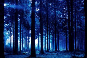 ліс ніч