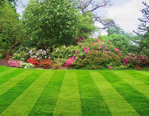 beautiful lawn