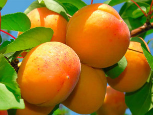 абрикоси