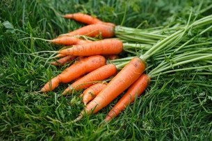 морквяне бадилля