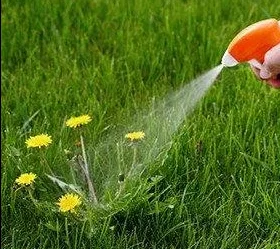 Голландский сад: особенности и атрибуты сад огород гербицид